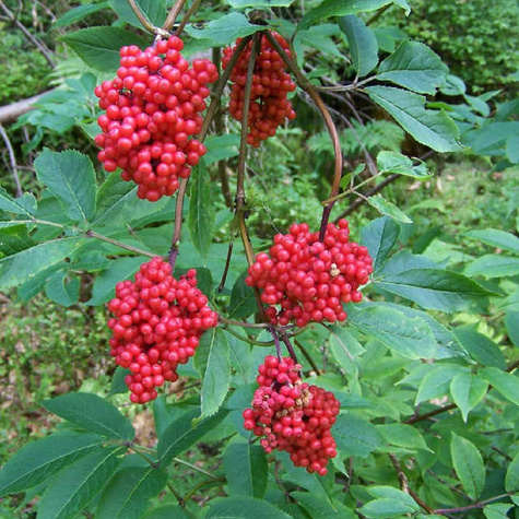 Bez koralowy Sambucus racemosa (C2)