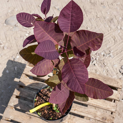 Perukowiec podolski Grace (C2)