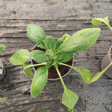 Rudbekia Cherry Brandy (C2)