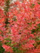 Berberys Thunberga Orange Carpet (P9)