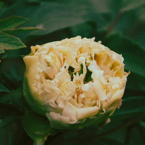 Piwonia drzewiasta Yellow Crown żółta