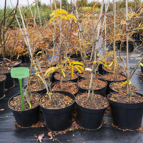 Glediczja trójcierniowa Sunburst (C2)