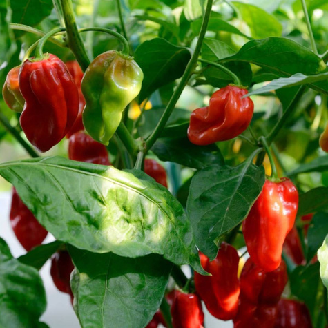 Papryka ostra Habanero Red 0,2g