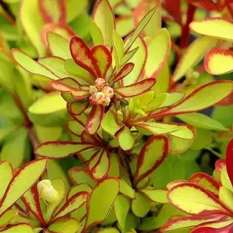 Berberys thunberga Diabolicum (C2)
