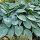 Funkia Hosta Blue Cadet (C2)
