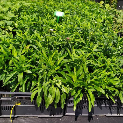 Goździk brodaty Dash F1 Magician (C2)