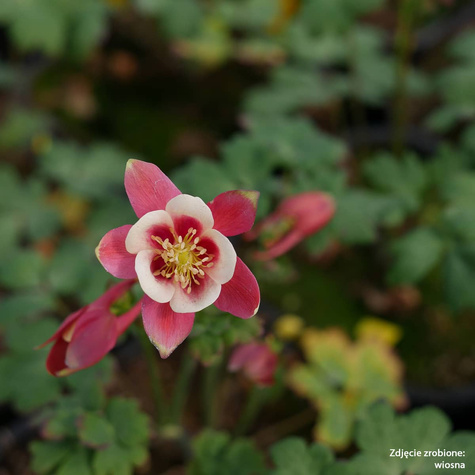 Orlik pospolity Crimson Star (C2)