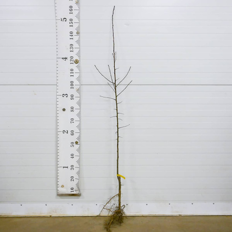 Brzoskwinia Favorita Morettini Plant Pack