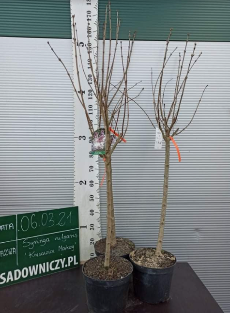 Lilak pospolity Bez Krasawitsa Moskvy (C20)