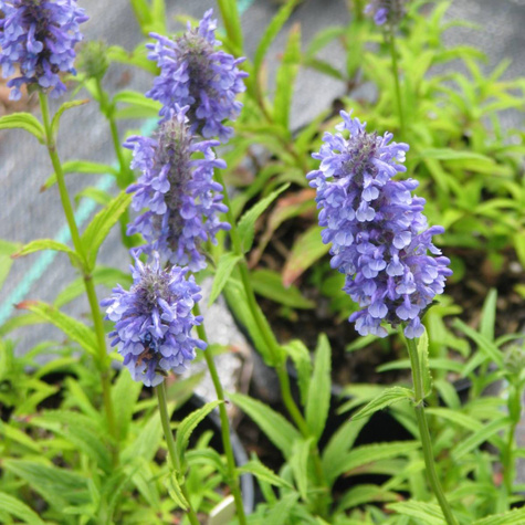 Kocimiętka żyłkowana Blue Moon (C2)