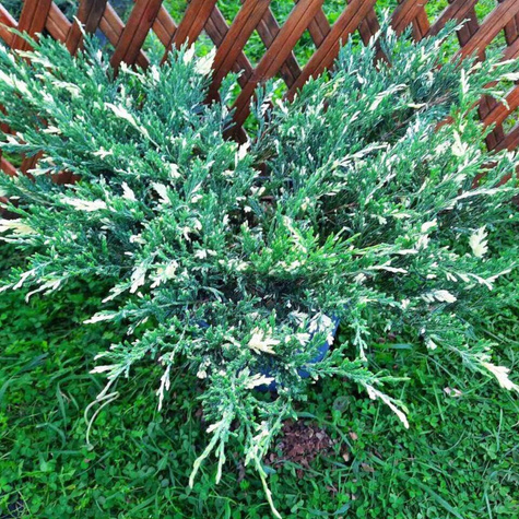 Jałowiec płożący Andora Compacta Variegata