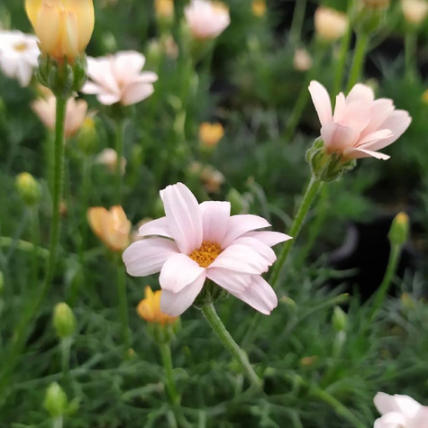 Stokrotka marokańska Zagora Orange (C2)