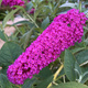 Budleja Dawida Summer Bird Magenta karłowa (C2)