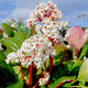 Bergenia sercowata Bressingham White (C2)