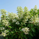 Hortensja bukietowa Angels Blusch (P9)