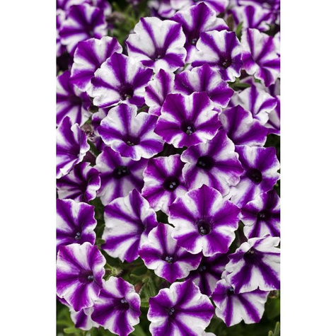 Surfinia Supertunia Mini Vista Violet Star samoczyszcząca