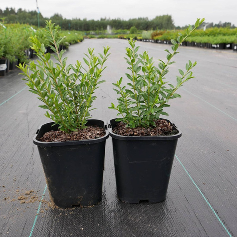 Suchodrzew chiński (C2)