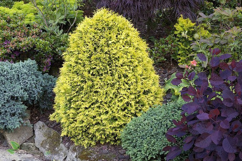 Thuja Tuja Żywotnik zachodni Sunkist (C2)