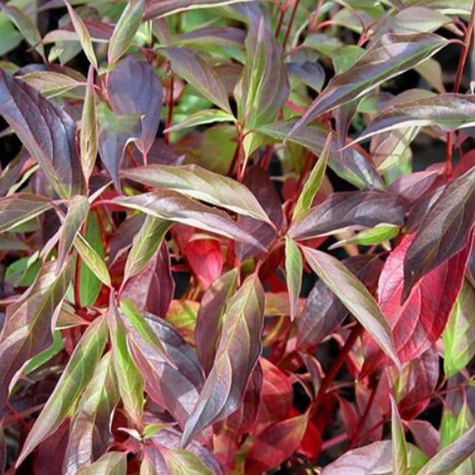 Dereń biały 'Red Gnome' (C2)