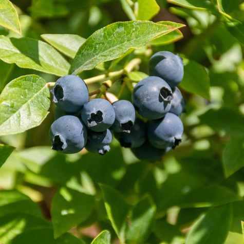 Borówka amerykańska Jersey średnio wczesna (C2)