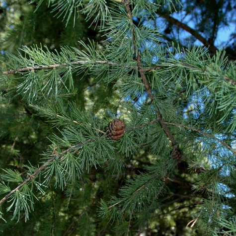 Modrzew japoński Larix kaempferi P9