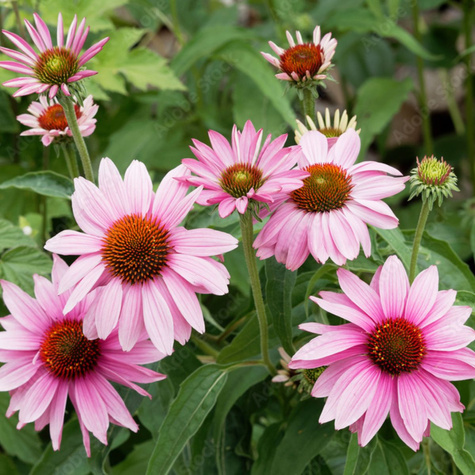 Jeżówka purpurowa Bright Rose (C2)