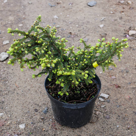 Świerk pospolity Nidiformis gniazdkowy (C2)