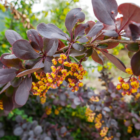 Berberys thunberga Atropurpurea (P9)