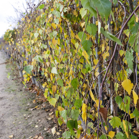 Brzoza Brodawkowata Youngii Szczepiona Na Pniu