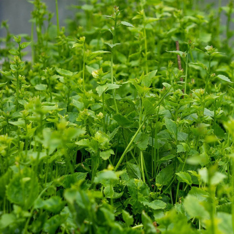 Dzwonek Poszarskiego Blauranke (C2)