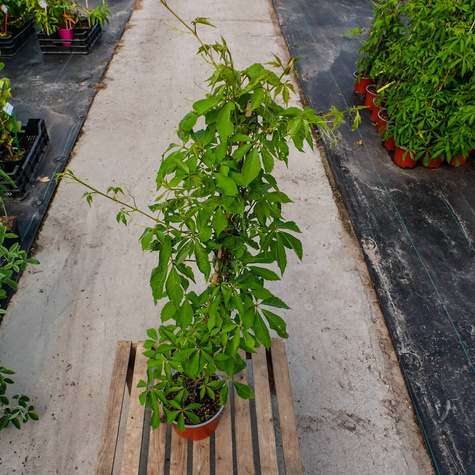 Winobluszcz pięciolistkowy