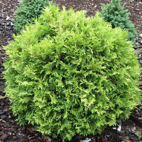 Thuja Tuja Żywotnik zachodni Selena (C2)