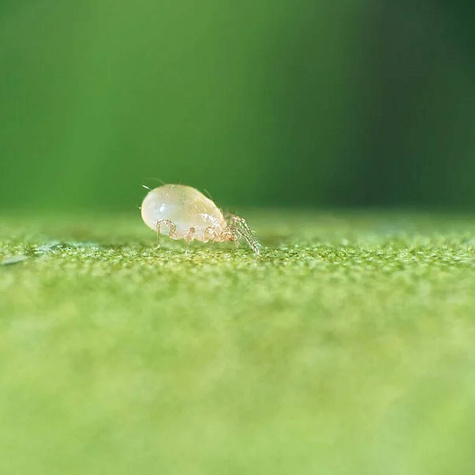 Swirski Mite Drapieżny roztocz 250 000