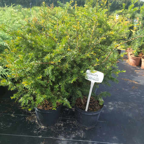 Cis pospolity doniczka