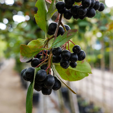 Aronia Czarna szczepiona na pniu (Pa 120-160, obw. 4/6, H-160/200)