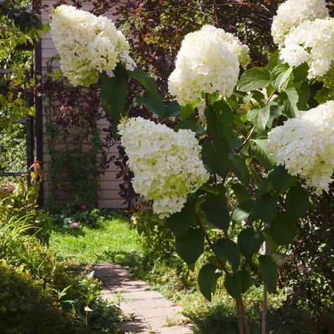 Hortensja Phantom szczepiona na pniu