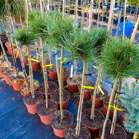 Sosna czarna Black Prince szczepiona na pniu Pa60cm