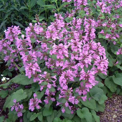 Czyściec wielkokwiatowy Superba (C2)