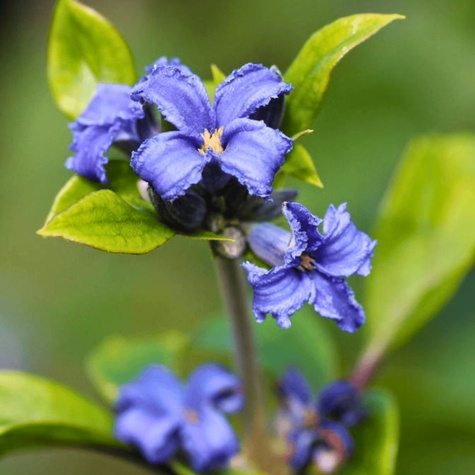 Powojnik Clematis barszczolistny rurkowaty Cassandra