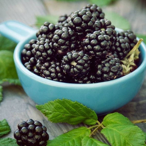 Jeżyna bezkolcowa Plant Pack