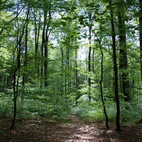 Zestaw Edukacyjny Do Nauki i Obserwacji Plant Pack