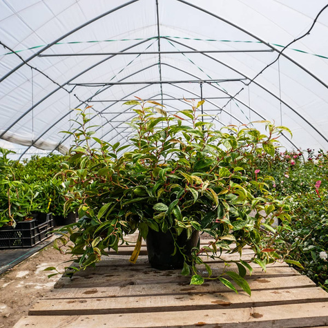 Kiścień Wawrzynowy Makijaż (C2)