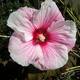 Hibiskus bylinowy Nippon Blush (C2)