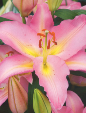 Lilia orientalna Fenice różowa