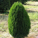 Thuja Tuja Żywotnik zachodni 'Green Egg ®'(C2)
