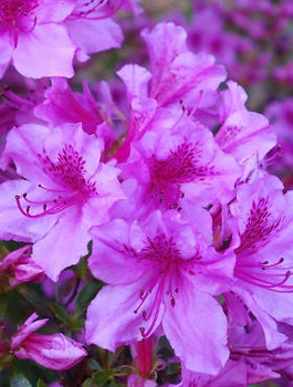Azalia japońska Blue Danube