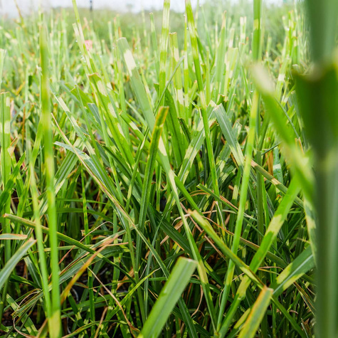 Miskant chiński Strictus (C2)