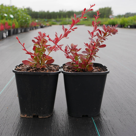 Berberys Thunberga Orange Carpet (C2)