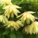 Powojnik Clematis Golden Dream (C2)