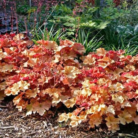 Żurawka ogrodowa Ginger Peach (C2)